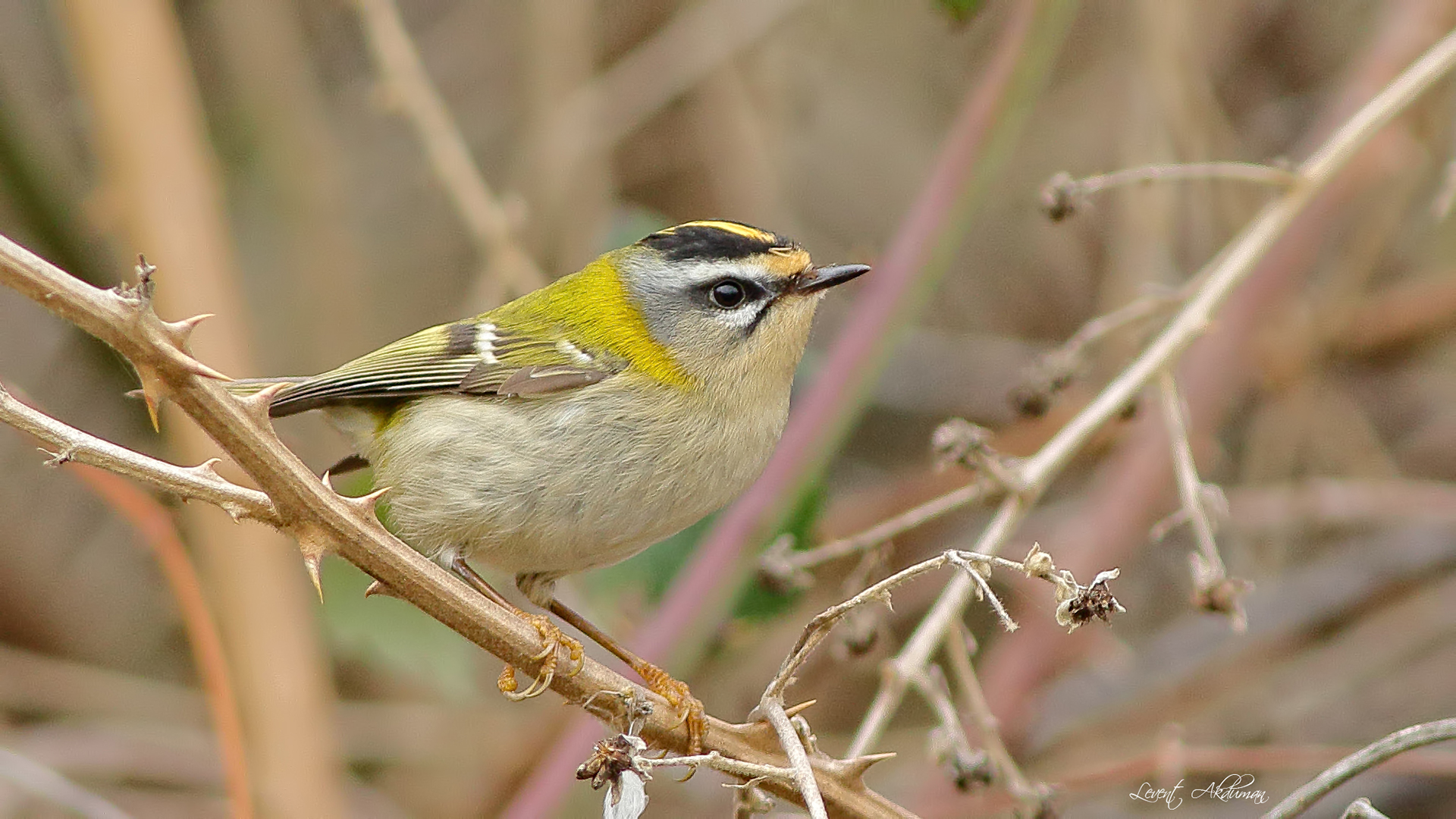 Common Firecrest
